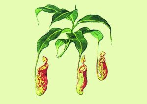 紳士豬籠草 紳士豬籠草