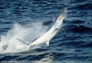 立翅旗魚 立翅旗魚