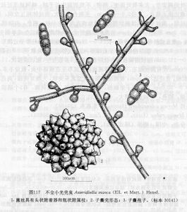 不全小光殼炱 不全小光殼炱