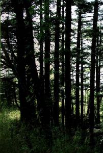 上壩河國家森林公園