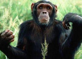 猿類愛滋病 猿類愛滋病