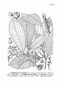 朱毛水東哥 朱毛水東哥