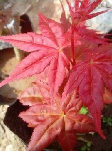 日本紅楓紅舞姬 日本紅楓紅舞姬