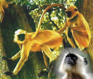 喜山長尾葉猴 喜山長尾葉猴