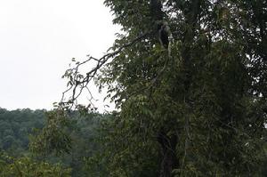 大集自然村樹木
