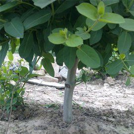 豫封一號 豫封一號