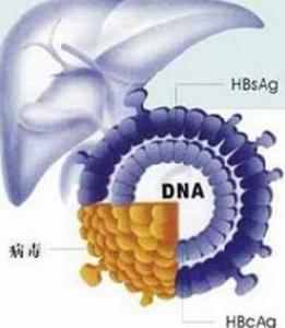 B肝表面抗體 B肝表面抗體