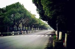 大葉公路 大葉公路