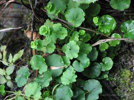 雞肫草[雞肫草]