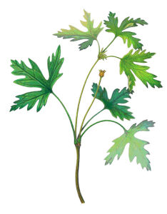 這一古老的真雙子葉植物非常接近現生的毛茛科，是我國乃至全球迄今最早的與現生被子植物有直接系統演化聯繫的被子植物化石