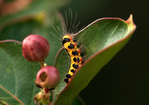 溝輪毛蟲 溝輪毛蟲