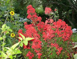 紅火箭紫薇 紅火箭紫薇