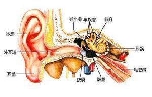 耳蝸覆膜