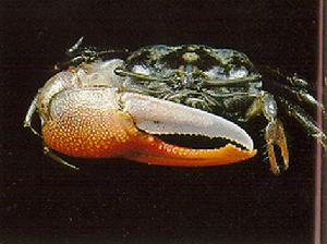 梨指招潮蟹 梨指招潮蟹