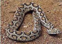 圓斑蝰蛇 圓斑蝰蛇