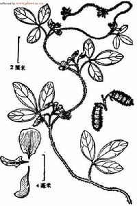 蔓草蟲豆[蔓草蟲豆]
