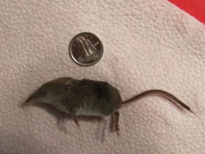 小長尾鼩 小長尾鼩