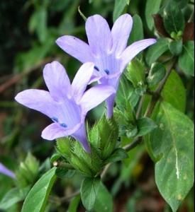 祿勸假杜鵑（變種）