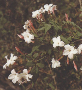 大花素方花 大花素方花