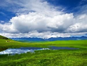 花海鴛鴦 花海鴛鴦