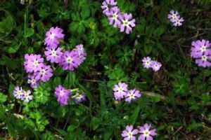 雅江報春 雅江報春