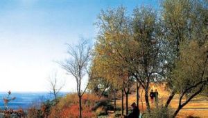 卡羅利柯 卡羅利柯