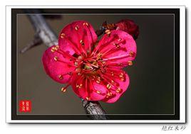 綠萼硃砂 綠萼硃砂