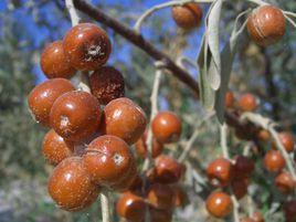 砂生沙棗 砂生沙棗