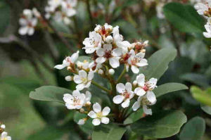 深齒小報春 深齒小報春