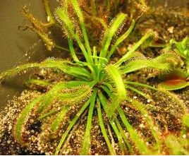 漢米爾頓毛氈苔 漢米爾頓毛氈苔