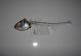 魚骨 魚骨