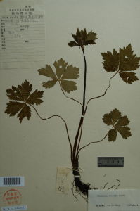 鋸葉變豆菜 鋸葉變豆菜