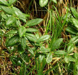 鄂西小檗 鄂西小檗