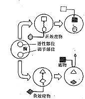 正調節物 正調節物