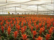 牟家蔬菜標準園