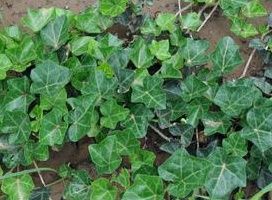 尼泊爾常春藤（原變種）