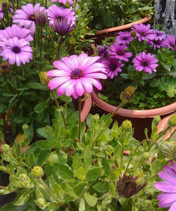 時令花卉 時令花卉