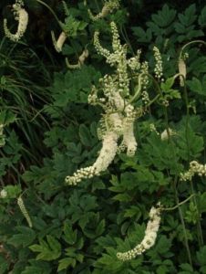 Cimicifuga Cimicifuga