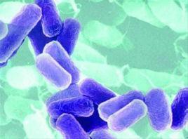 沃爾巴克氏體 沃爾巴克氏體