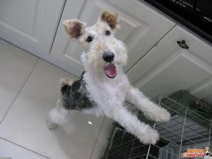 剛毛獵狐梗 剛毛獵狐梗