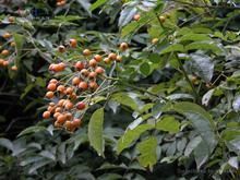 腺梗薔薇 腺梗薔薇