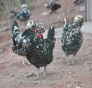 湖南特種養殖網-貴妃雞