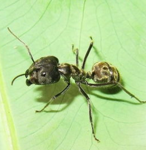 中華弓背蟻 中華弓背蟻