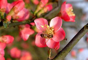 紅辣槁樹 紅辣槁樹