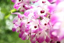 金釵石斛[微子目蘭科植物]