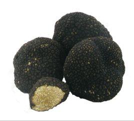 黑松露菌 黑松露菌