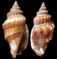 老百肋鳳凰螺 老百肋鳳凰螺