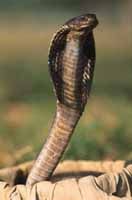 最長的毒蛇
