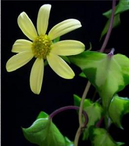 金葉菊[菊科千里光屬植物]