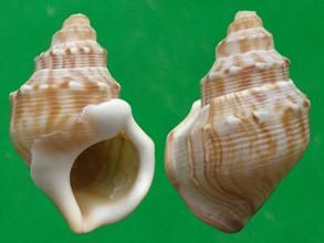 大駝足螺 大駝足螺